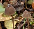 Mycena_leucogala_bm8150