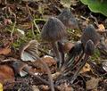 Mycena_leucogala_bm8179