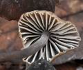 Mycena_leucogala_bm8185