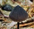 Mycena_leucogala_bs9361