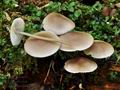 Mycena_maculata_ca3135