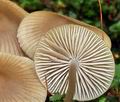 Mycena_maculata_ca3140