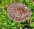 Mycena_megaspora_bo2486