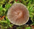 Mycena_megaspora_bo2489