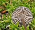 Mycena_megaspora_bo2501