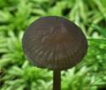 Mycena_megaspora_bs7134