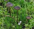 Mycena_megaspora_bs7145