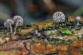 Mycena_meliigena_bn9759