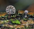 Mycena_meliigena_bn9765