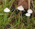 Mycena_metata_am2279