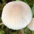 Mycena_metata_am2293