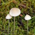 Mycena_metata_am2307