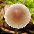 Mycena_metata_bi0695