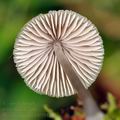 Mycena_metata_bi0704