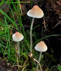 Mycena_metata_jd4617