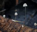 Mycena_mucor_bs9138