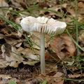 Mycena_niveipes_al6282