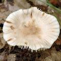 Mycena_niveipes_al6288