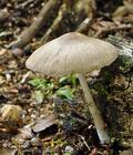 Mycena_niveipes_bk2239