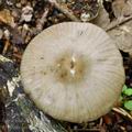 Mycena_niveipes_bk2247