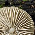 Mycena_niveipes_bk2252