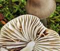 Mycena_niveipes_bk6899