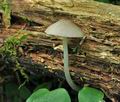 Mycena_niveipes_cd0215