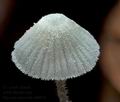 Mycena_nucicola_cd0039s