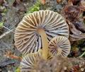 Mycena_olivaceomarginata_am2960