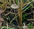 Mycena_olivaceomarginata_bm4735