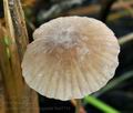 Mycena_olivaceomarginata_bm4744