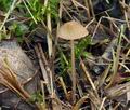 Mycena_olivaceomarginata_bm4755