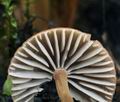 Mycena_olivaceomarginata_bm4757