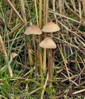 Mycena_olivaceomarginata_bm8720