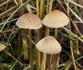 Mycena_olivaceomarginata_bm8724