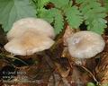 Mycena_pelianthina_ac2913