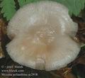 Mycena_pelianthina_ac2918