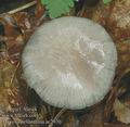 Mycena_pelianthina_ac2920