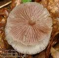 Mycena_pelianthina_ac2923