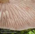 Mycena_pelianthina_ac2946