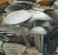 Mycena_pelianthina_ac8635