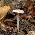 Mycena_pelianthina_al9189