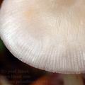 Mycena_pelianthina_al9194