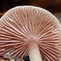 Mycena_pelianthina_al9197