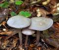 Mycena_pelianthina_bv0803