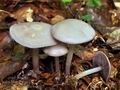 Mycena_pelianthina_bv0805