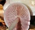 Mycena_pelianthina_bv0808