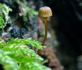 Mycena_picta_hz7028