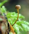 Mycena_picta_hz7035