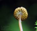 Mycena_picta_hz7049